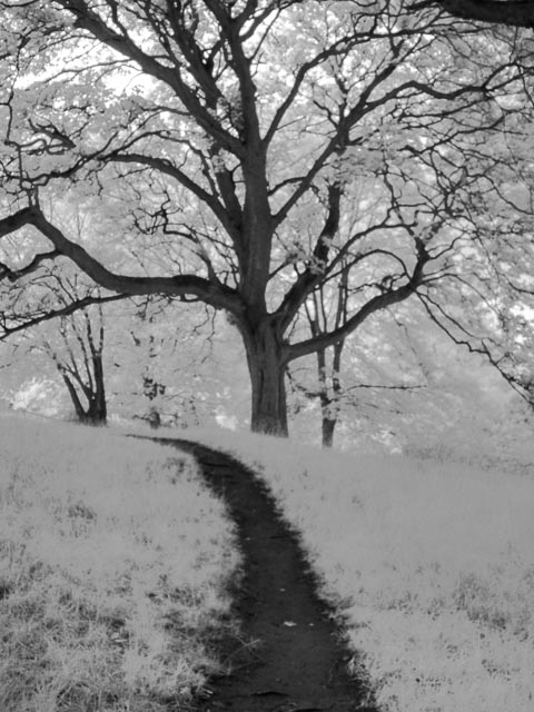 Sony Cyber-shot DSC-V1 gallery - Infrared comparison shot 2
