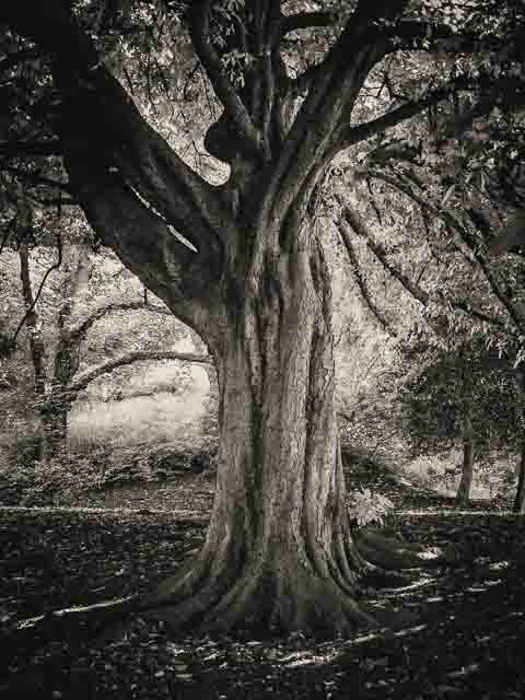 Royal Terrace Gardens, Edinburgh - 2015 - Pentax K-7 + SMC Pentax DA Limited 21mm f/3.2