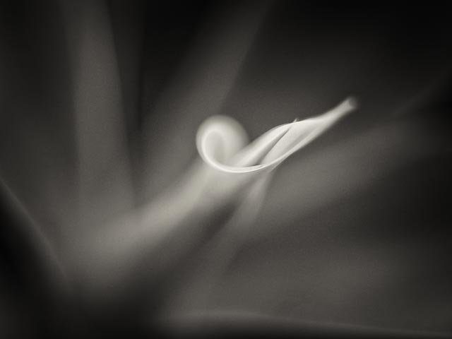 Black and white gallery image 9