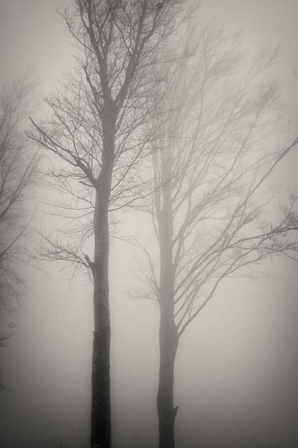 Bestovac gallery - Image 1