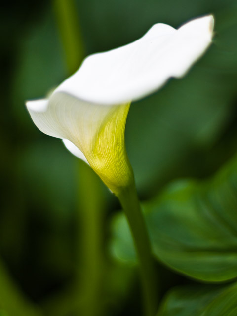 Royal Botanic Garden Edinburgh - 2010 - Pentax K-7 + SMC Pentax-A 50mm f/1.2