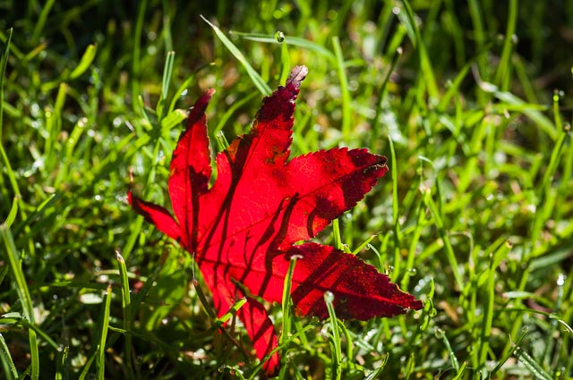 Colour gallery image 15