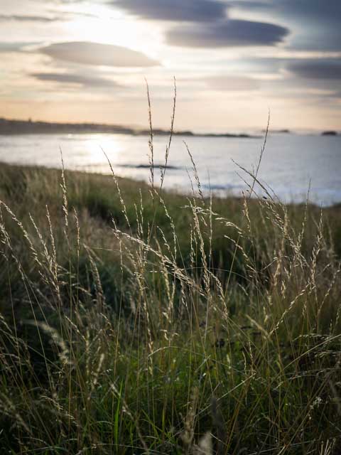 North Berwick, East Lothain - 2015 - Olympus OM-D E-M10 + Panasonic Leica DG Summilux 25mm f/1.4 Asph