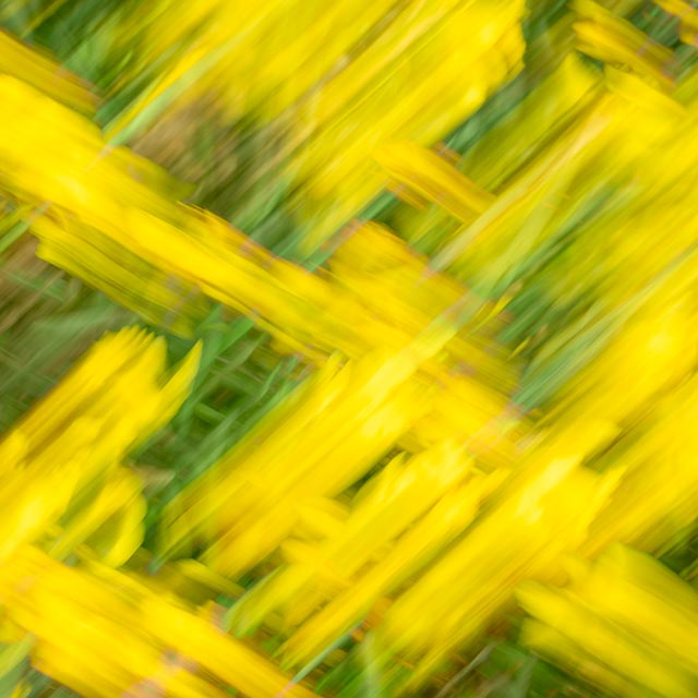 Colour gallery image 13