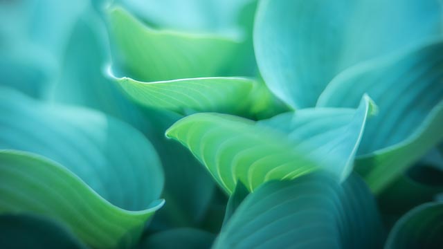 Colour gallery image 9