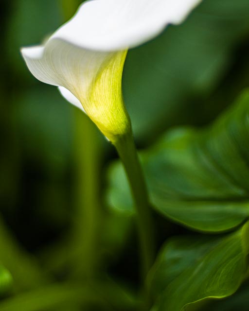 Flora 17