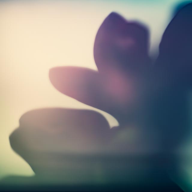 Flora 10