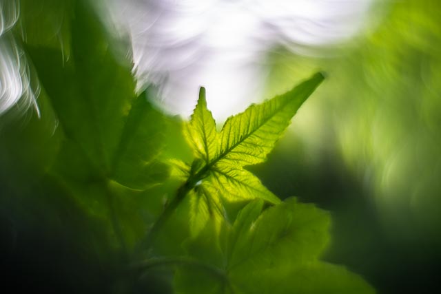 Flora 8