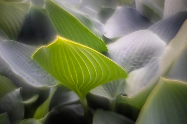 Flora 6