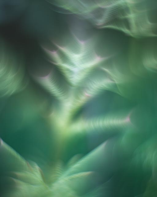 Flora 5