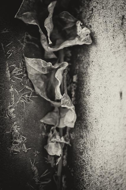 All Souls Cemetery, Kensal Green gallery - Image 6