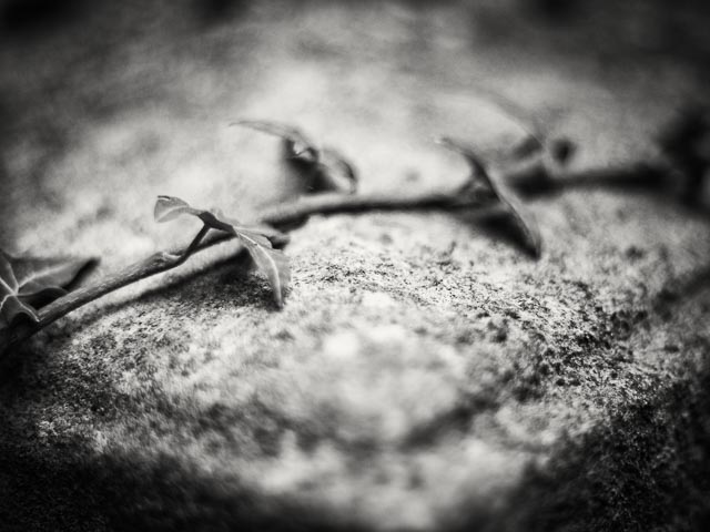 Abney Park Cemetery gallery - Image 1