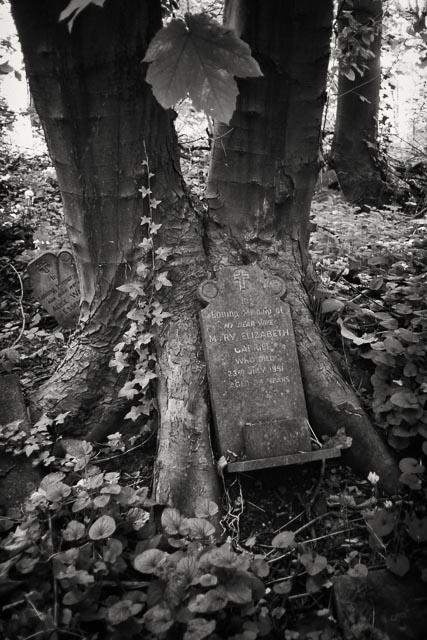 Tower Hamlets Cemetery gallery - Image 1