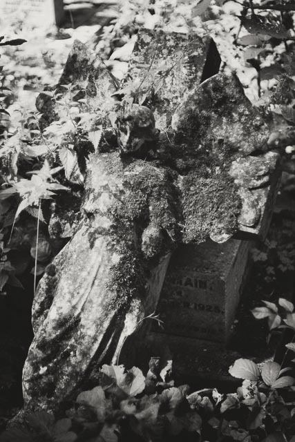Tower Hamlets Cemetery gallery - Image 3