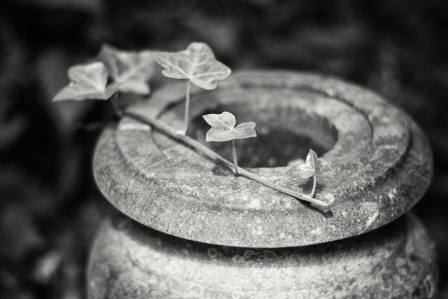 Tower Hamlets Cemetery gallery - Image 8
