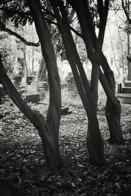 Tower Hamlets Cemetery gallery - Image 11