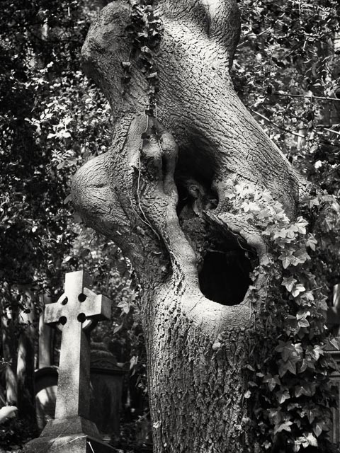 Highgate West Cemetery gallery - Image 3