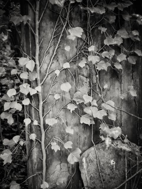 Nunhead Cemetery gallery - Image 1