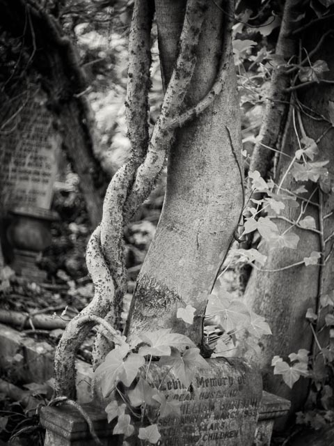 Nunhead Cemetery gallery - Image 3