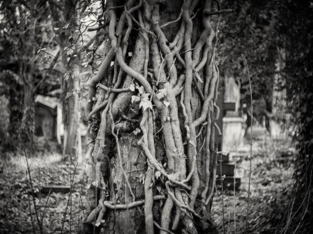 West Norwood Cemetery gallery - Image 13