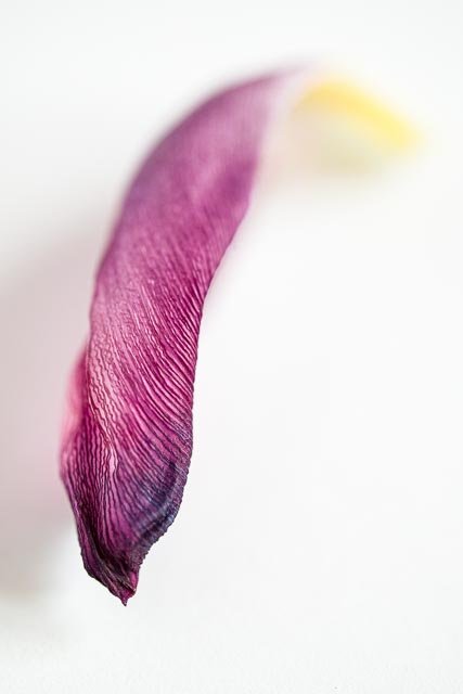 Mellow tulips gallery image 1