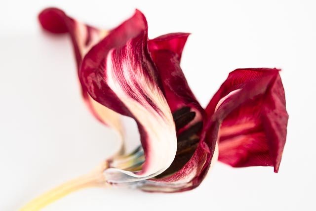 Mellow tulips gallery image 9