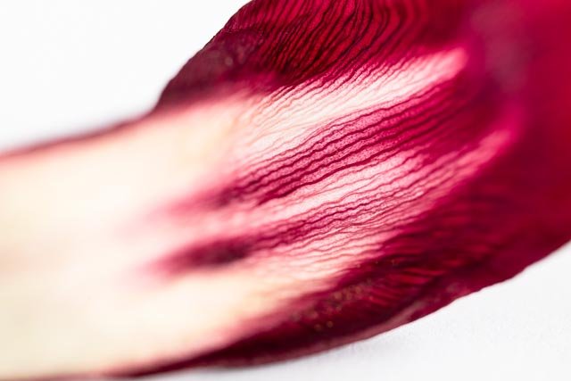 Mellow tulips gallery image 11