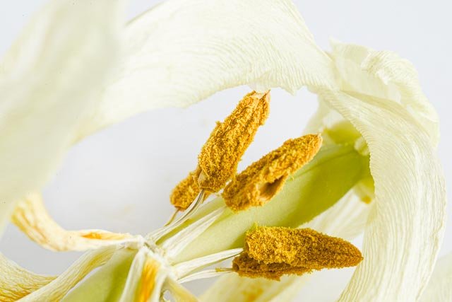 Mellow tulips gallery image 12