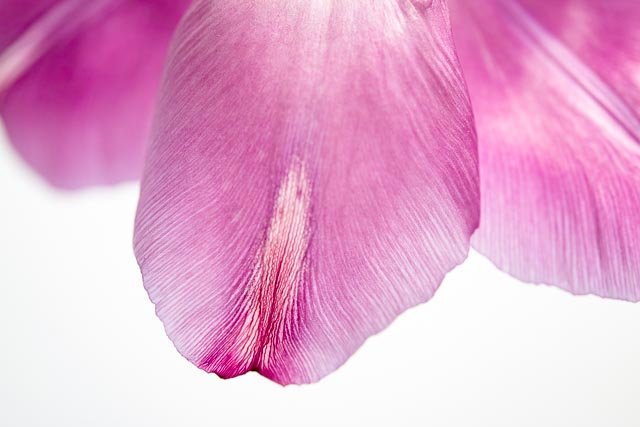Mellow tulips gallery image 13