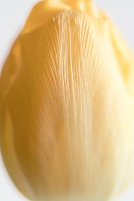 Mellow tulips gallery image 14