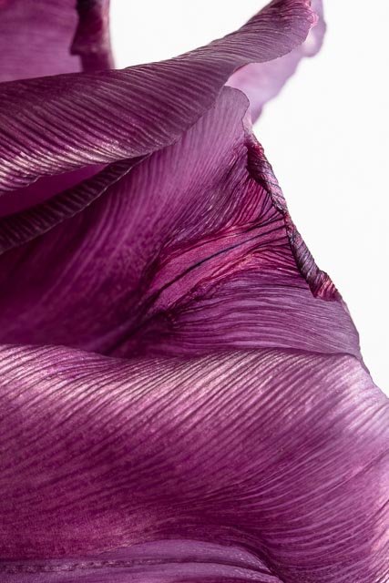 Mellow tulips gallery image 16