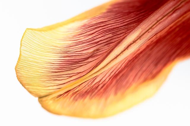 Mellow tulips gallery image 18