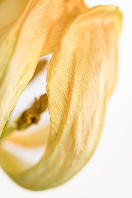 Mellow tulips gallery image 19