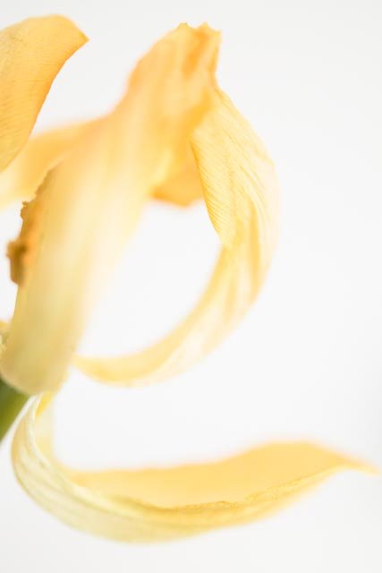 Mellow tulips gallery image 20