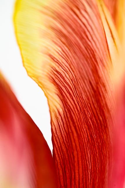 Mellow tulips gallery image 22