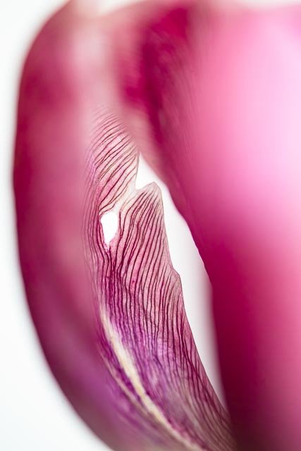 Mellow tulips gallery image 24