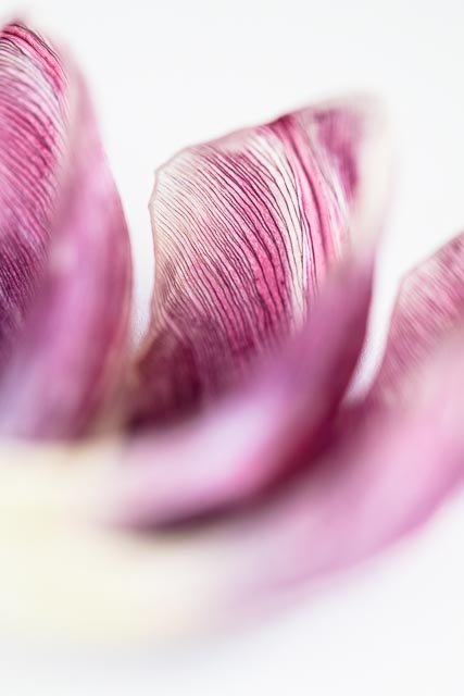 Mellow tulips gallery image 27