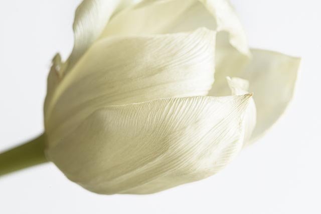 Mellow tulips gallery image 28
