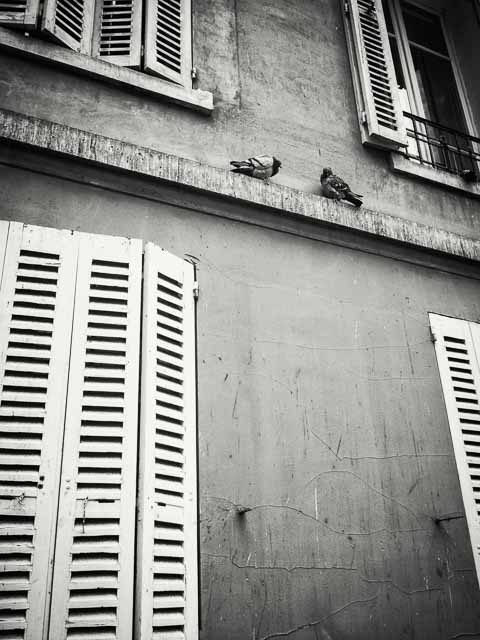 Pidgeons in Montmatre - Olympus OM-D E-M10 + Olympus M.Zuiko Digital ED 9-18mm f/4.0-5.6