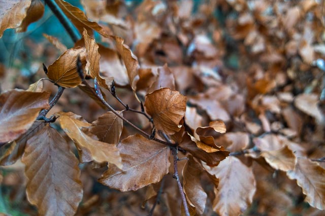 DxO One gallery - Image 16