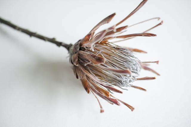 Sigma DP2 Merrill gallery - Image 24