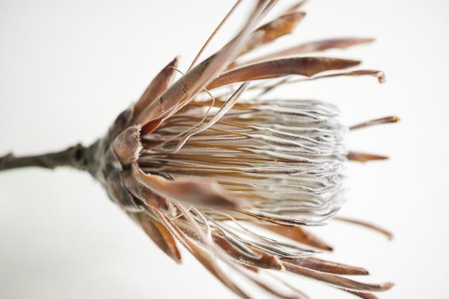 Sigma DP2 Merrill gallery - Image 23