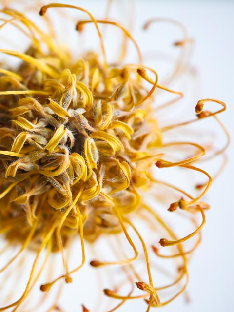 Sigma DP2 Merrill gallery - Image 25