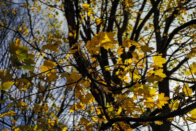 Sigma DP2 Merrill gallery - Image 6