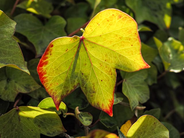 Sigma DP2 Merrill gallery - Image 7