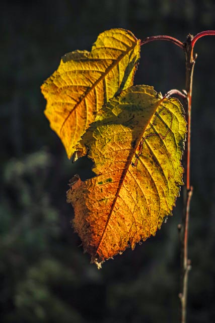 Sigma DP2 Merrill gallery - Image 13