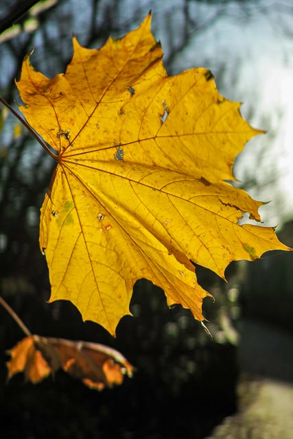 Sigma DP2 Merrill gallery - Image 14