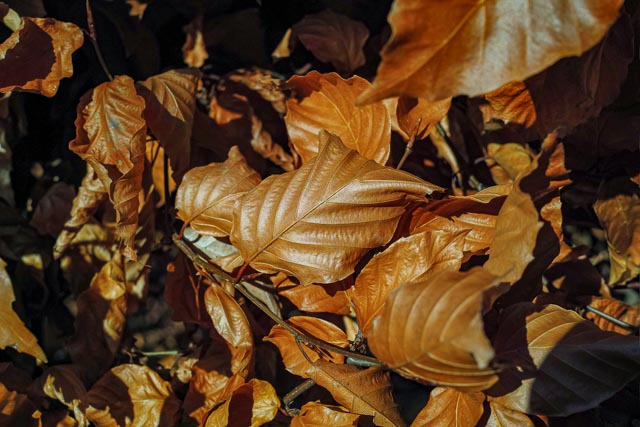 Sigma DP2 Merrill gallery - Image 22