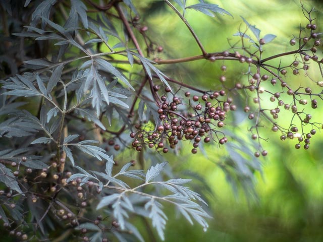 Canon 50mm f/1.2 (Leica screw mount) gallery - Image 10