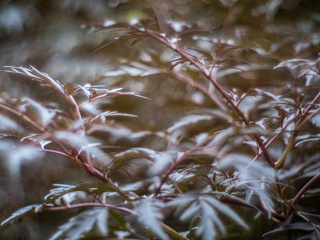 Canon 50mm f/1.2 (Leica screw mount) gallery - Image 12
